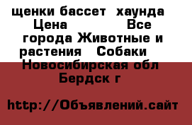 щенки бассет- хаунда › Цена ­ 20 000 - Все города Животные и растения » Собаки   . Новосибирская обл.,Бердск г.